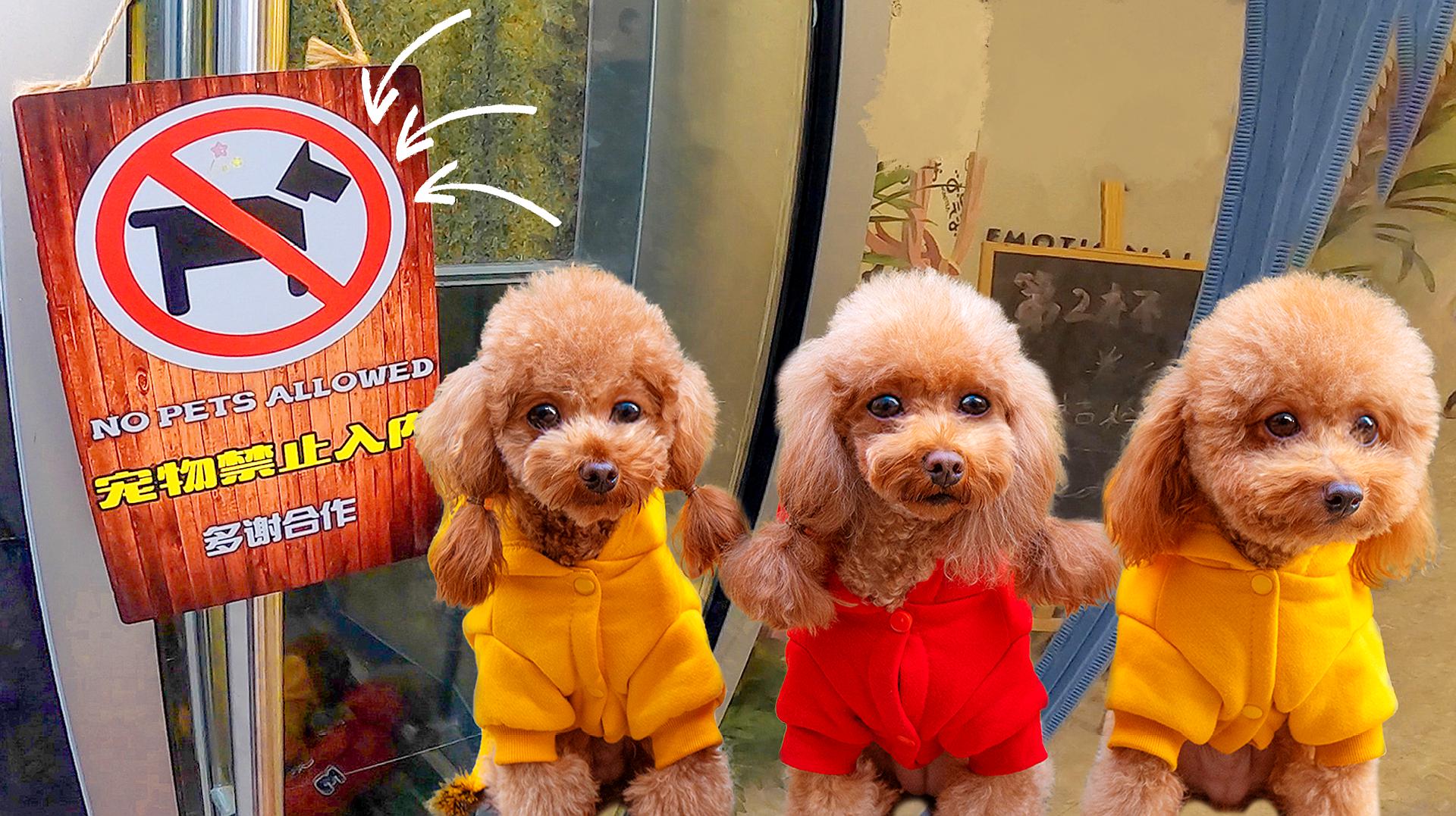 一只小狗的手机游戏视频_视频小狗手机游戏怎么玩_视频小狗手机游戏软件