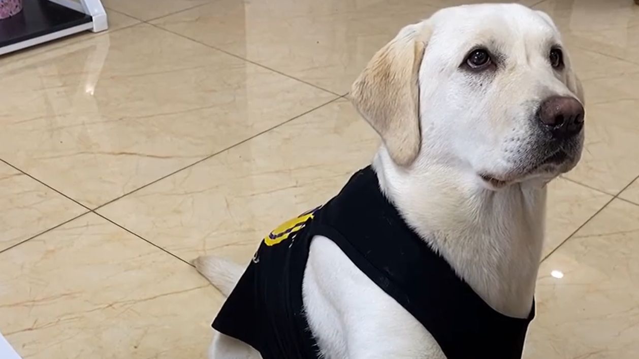 视频小狗手机游戏怎么玩_视频小狗手机游戏软件_一只小狗的手机游戏视频