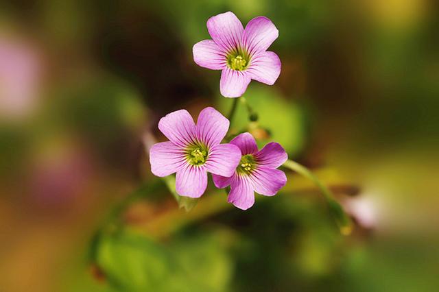 萌花有什么_有花萌_萌花有主的意思