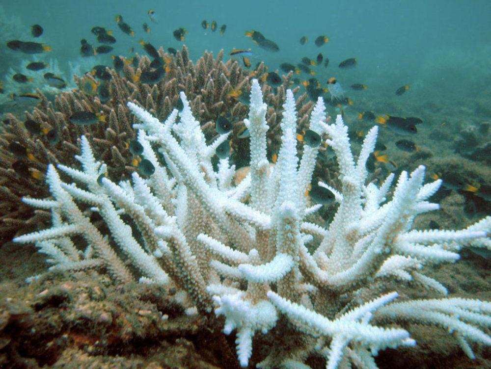 恙神涯-深海探秘：珊瑚花园与发光生物