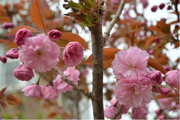 四季樱：绝不止是樱花，它的花期竟然长达六个月以上
