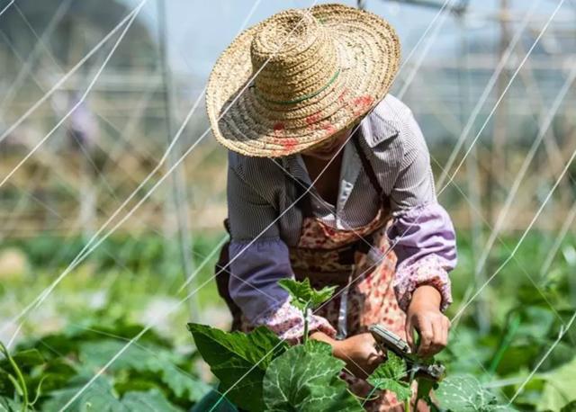 二十四节气惊蛰_节气惊蛰的读音_一年四大节气惊蛰