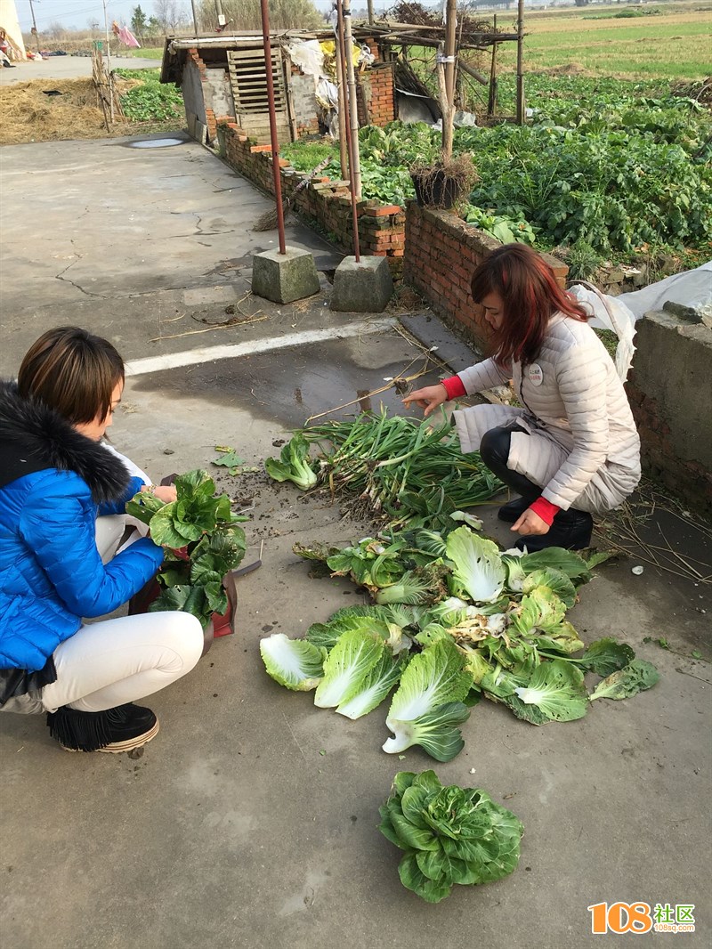 偷菜手机游戏_偷菜的手机游戏_偷菜手机游戏推荐