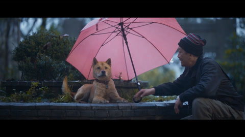 忠犬八公高清免费播放-震撼人心!一只狗狗的忠诚,让我泪流满面(图2) 高清播放免费忠犬八公电影_忠犬八公免费完整版_忠犬八公高清免费播放