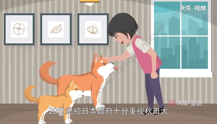 忠犬八公高清免费播放-震撼人心!一只狗狗的忠诚,让我泪流满面(图3) 忠犬八公免费完整版_忠犬八公高清免费播放_高清播放免费忠犬八公电影