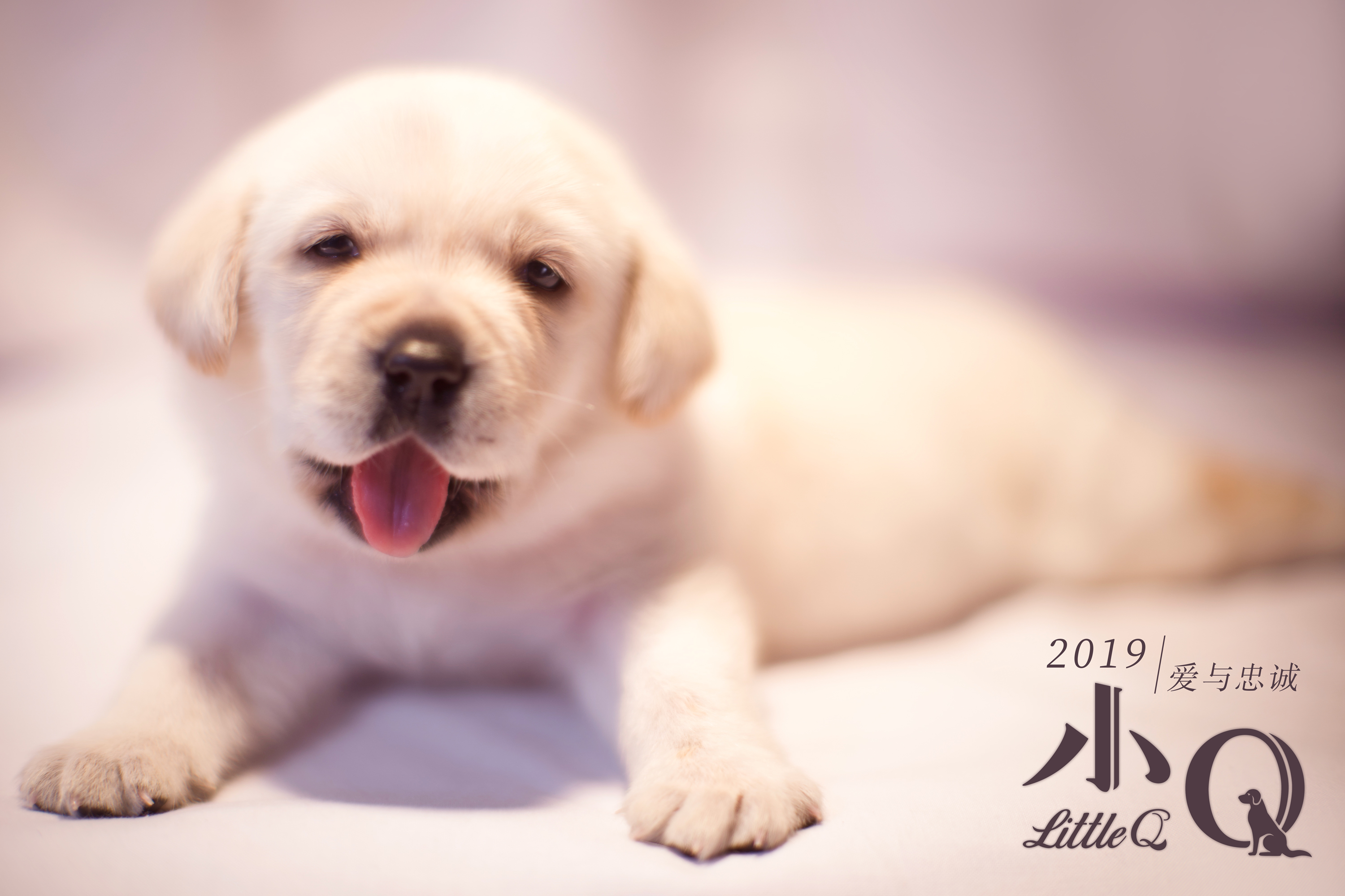 忠犬八公高清免费播放-震撼人心!一只狗狗的忠诚,让我泪流满面(图4) 高清播放免费忠犬八公电影_忠犬八公免费完整版_忠犬八公高清免费播放