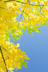 秋空-秋天的蓝天为何如此美丽？科学家揭秘真相