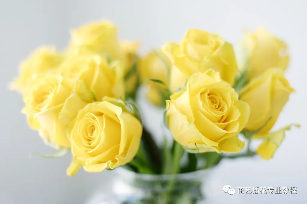36朵玫瑰代表什么-36朵玫瑰：爱情的誓言，珍贵的礼物，无尽的美好