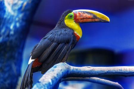 大嘴鸟：世界上最有趣的鸟类，嘴巴能装下两个成年人的头颅