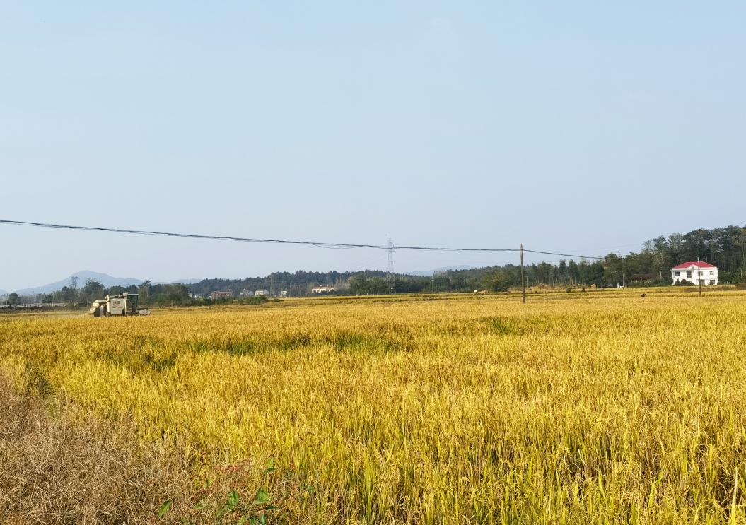 乡村度假游戏_索尼娅的乡村手机游戏_乡村爱情8王大拿手机