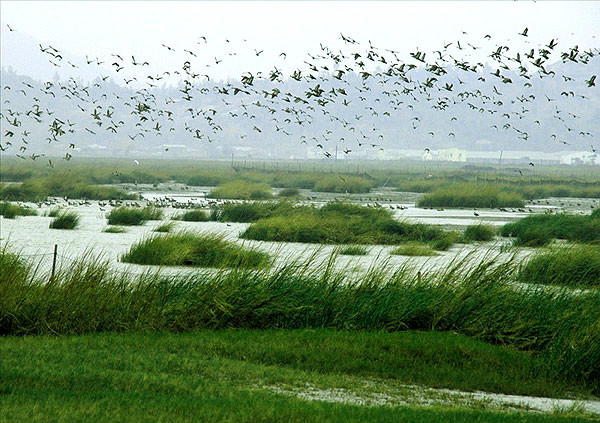 美洲红鹮：珍稀候鸟的湿地生存之道