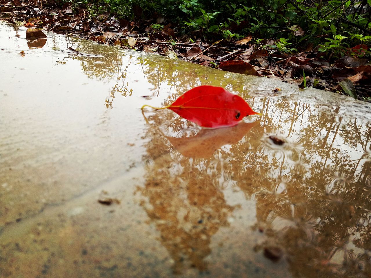 雅雨藏茶_雨乃雅日_雨乃雅日