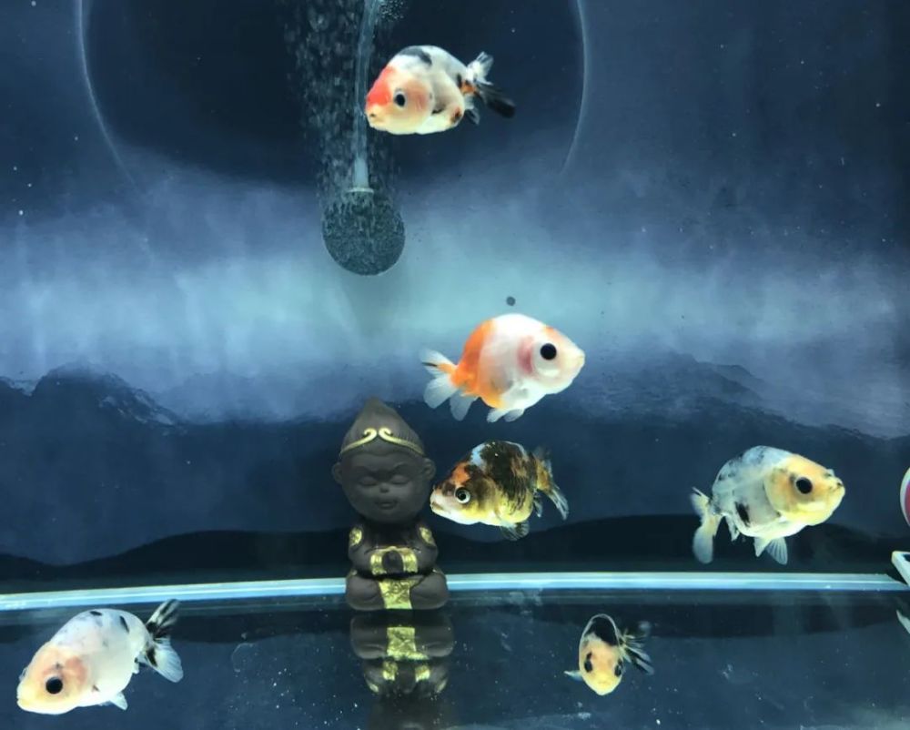 养鱼游戏水族箱下载手机版-手机养鱼，打造梦幻水族世界