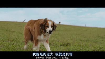 野性的呼唤电影_野性的呼唤呼唤什么_呼唤的野性