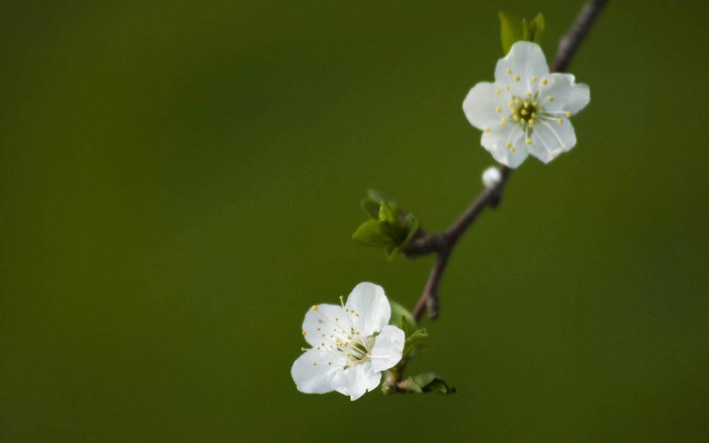 寒芒克洛丝_寒芒克洛丝_寒芒克洛丝