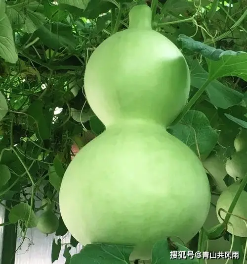 死印手机游戏：阴森恐怖的世界，扣人心弦的故事情节，等你来揭开谜团