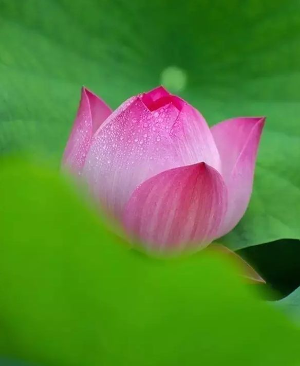 池水的意思是什么_池的意思是_池面是什么意思