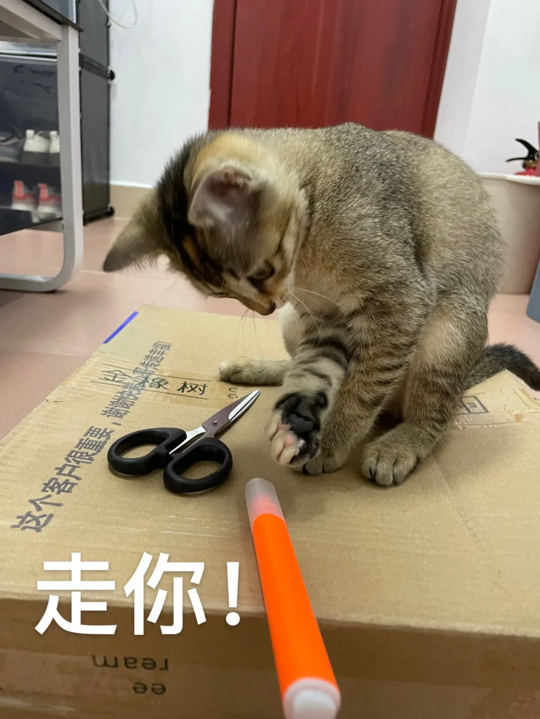小猫霸占手机游戏-我家调皮小猫竟对手机游戏上瘾，还玩得不亦乐乎