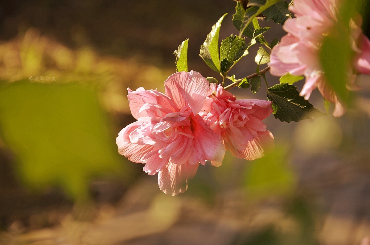 菈怎么读_菈萨_菈