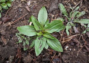 游戏玩的野菜,游戏世界中的绿色冒险之旅(图1)