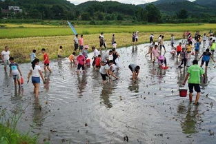 农民公园游戏,趣味游戏畅享田园生活(图2)