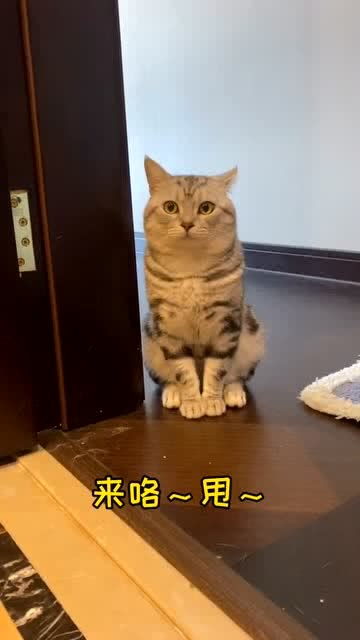 甩猫头游戏,挑战你的反应速度与智慧(图2)