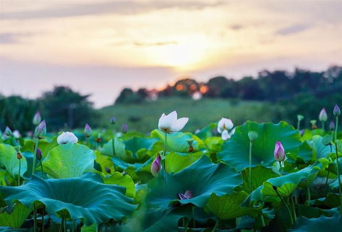 夏莲游戏,夏莲的岛屿奇遇与自我觉醒之旅(图1)