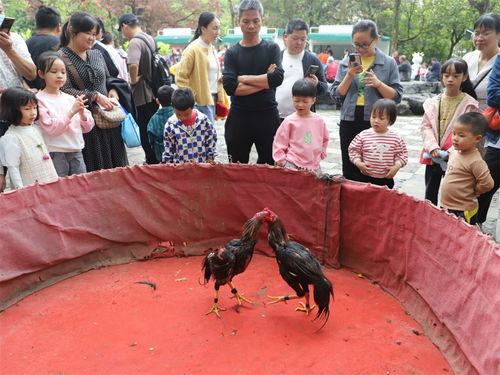 大斗鸡游戏,智慧对决的欢乐盛宴(图1)