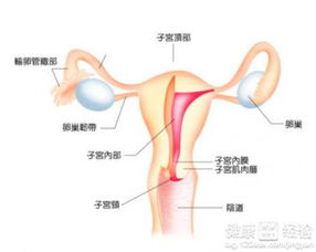 九子宫游戏,揭秘神秘宫闱中的权力角逐与情感纠葛(图1) 九子宫游戏,揭秘神秘宫闱中的权力角逐与情感纠葛(图1)