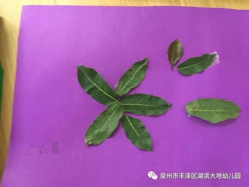 种树叶游戏,种下希望——幼儿园种树叶游戏体验记”(图1) 种树叶游戏,种下希望——幼儿园种树叶游戏体验记”(图1)