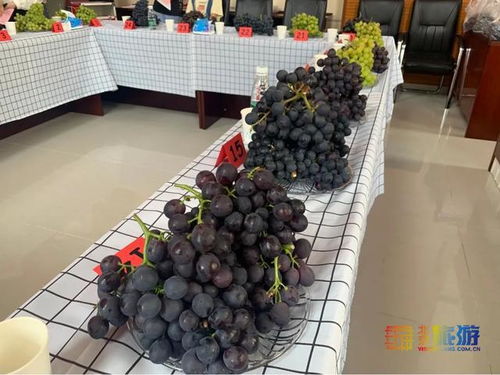 葡萄做游戏,探索神秘葡萄世界的游戏之旅(图3) 葡萄做游戏,探索神秘葡萄世界的游戏之旅(图3)
