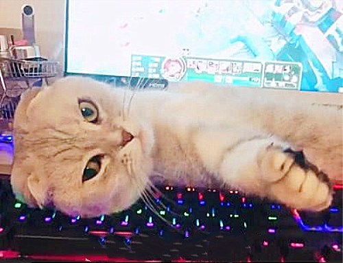 猫玩游戏平台,打造宠物娱乐新天地(图2) 猫玩游戏平台,打造宠物娱乐新天地(图2)