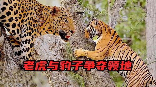 虎吃豹游戏,谁主沉浮?(图3) 虎吃豹游戏,谁主沉浮?(图3)