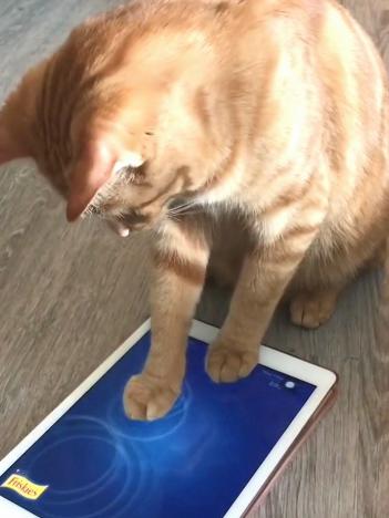 猫爱玩的游戏,揭秘猫咪的趣味游戏世界