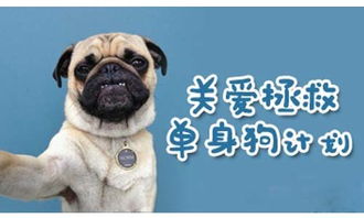 虐狗游戏,揭秘背后的人性黑暗面(图3) 虐狗游戏,揭秘背后的人性黑暗面(图3)