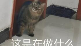 康的猫游戏,一场奇幻冒险之旅(图1) 康的猫游戏,一场奇幻冒险之旅(图1)