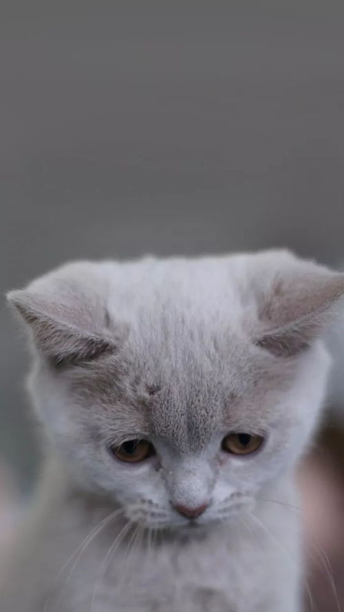康的猫游戏,一场奇幻冒险之旅(图3) 康的猫游戏,一场奇幻冒险之旅(图3)