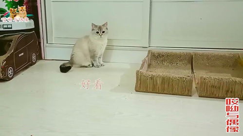 游戏打母猫,游戏中的生存挑战与策略对决(图2) 游戏打母猫,游戏中的生存挑战与策略对决(图2)