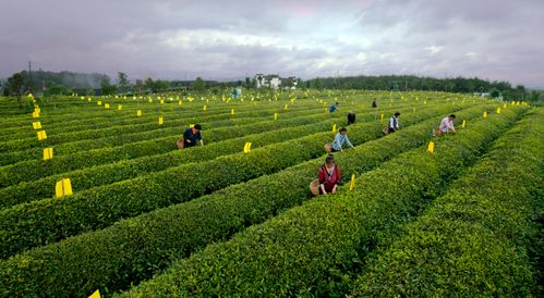 生态茶园游戏,茶香四溢的虚拟茶园体验(图1) 生态茶园游戏,茶香四溢的虚拟茶园体验(图1)