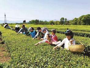 生态茶园游戏,茶香四溢的虚拟茶园体验(图2) 生态茶园游戏,茶香四溢的虚拟茶园体验(图2)