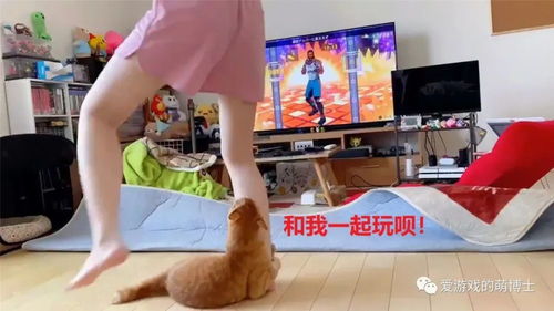 健身猫游戏,轻松塑形新体验(图2) 健身猫游戏,轻松塑形新体验(图2)