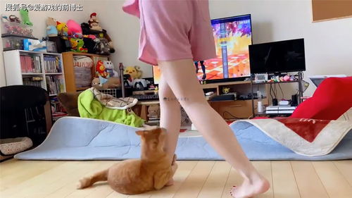 健身猫游戏,轻松塑形新体验(图3) 健身猫游戏,轻松塑形新体验(图3)