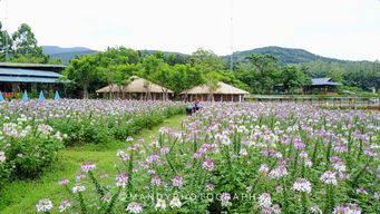 游戏的花海,梦幻仙境的奇幻冒险之旅(图3)