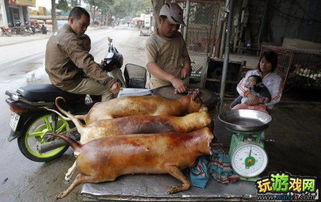 狗肉游戏,探寻狗肉游戏背后的伦理争议与文化冲突(图3) 狗肉游戏,探寻狗肉游戏背后的伦理争议与文化冲突(图3)
