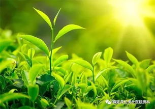 绿茶社游戏,解锁青春校园新体验(图1) 绿茶社游戏,解锁青春校园新体验(图1)
