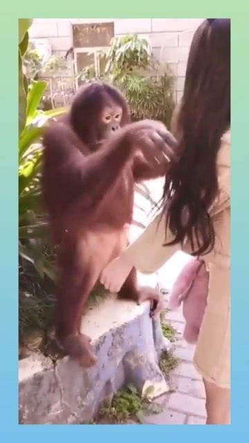 猩猩玩游戏,灵长类动物的数字挑战之旅(图3)