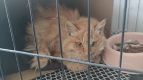 小游戏抠鼻,趣味小游戏带你轻松抠鼻体验(图3)